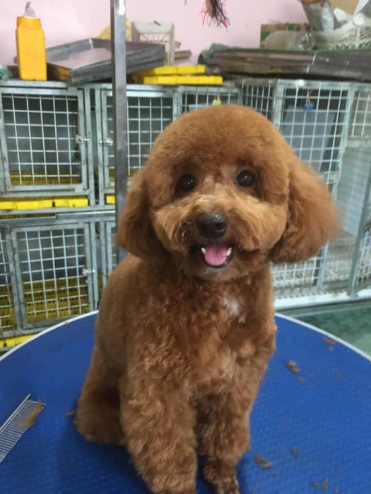 Hình ảnh thực tế tại phòng khám thú y Min Pet