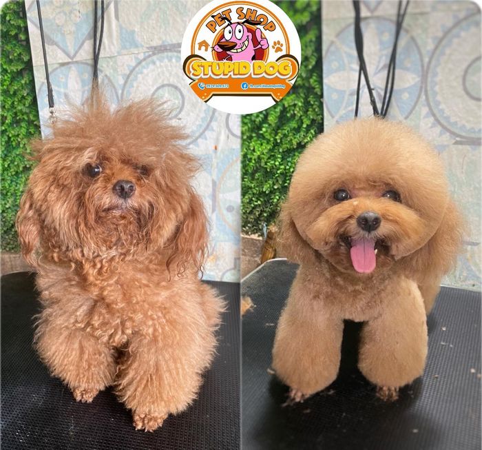 Không gian sang trọng tại Stupid Dog Spa
