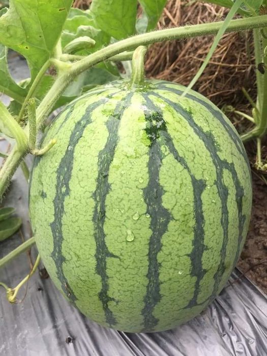 Không gian trưng bày thực phẩm hữu cơ tại Huka Farm