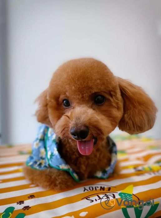 Không gian chăm sóc thú cưng tiêu chuẩn tại Vàng Ơi Petshop
