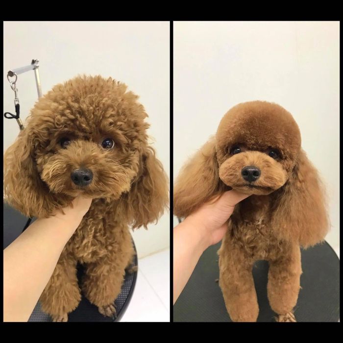 Không gian ấm cúng tại Tiệm thú cưng Hachiko - Ảnh 1