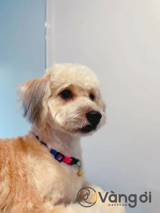 Hình ảnh không gian chăm sóc thú cưng tại Vàng Ơi Petshop