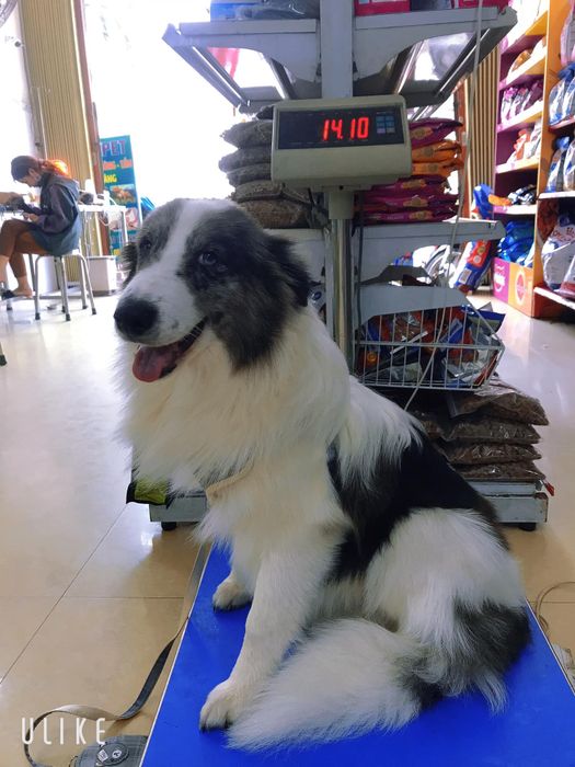 Hệ thống dịch vụ chuyên nghiệp tại Pet World