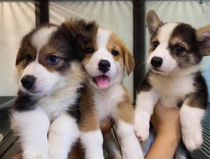 Dịch vụ chăm sóc chuyên nghiệp tại AiNi Pet - Ảnh 2