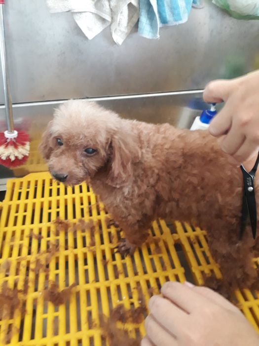 Hình ảnh 2 - Đội ngũ bác sĩ tận tâm tại Phòng khám thú y Thái Huy