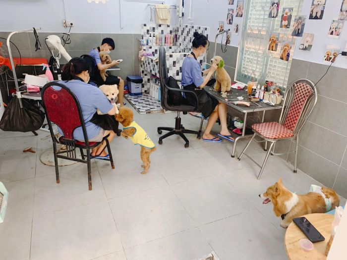 Khoảnh khắc thú cưng được chăm sóc tại SAMMI PET SHOP