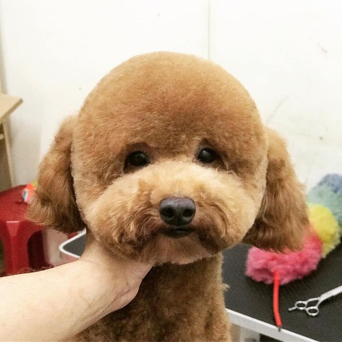 Khoảnh khắc thú cưng được chăm sóc tại TASI PET HOME