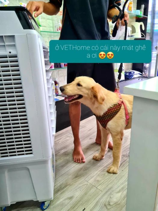Hình ảnh Phòng khám Thú Y VetHome Vũng Tàu