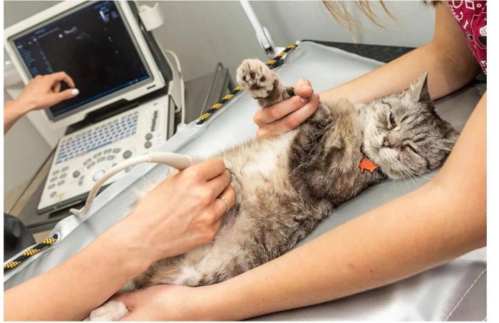 Không gian điều trị tiêu chuẩn tại Pet Vet
