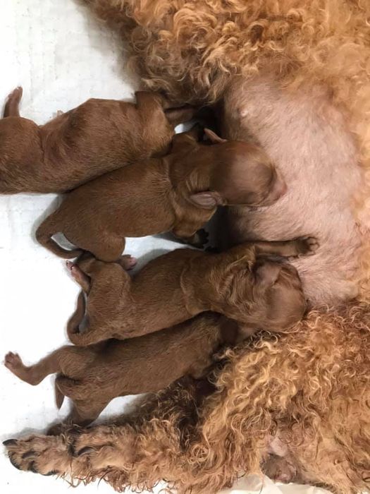 Hệ thống trang thiết bị chuyên nghiệp tại Xíu Pet
