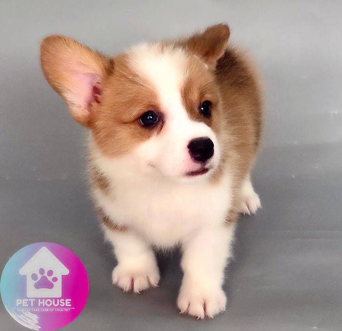 Bộ sưu tập hình ảnh Pet House - Ảnh 3