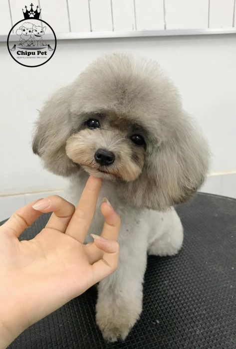 Hình ảnh không gian Chipu Pet - Ảnh 1