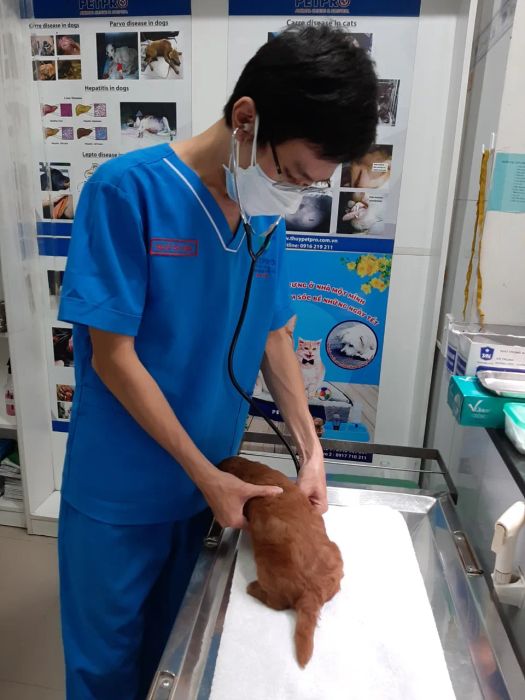 Không gian phòng khám tại Bệnh viện Thú Y Pet-Pro