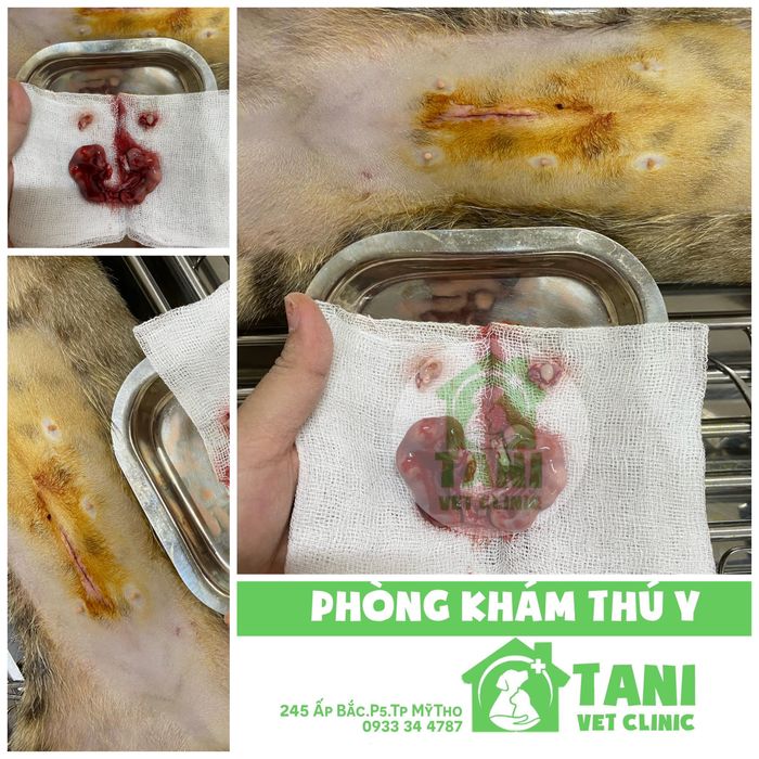 Hình ảnh 1 - Phòng khám thú y TANI với không gian hiện đại, tiện nghi