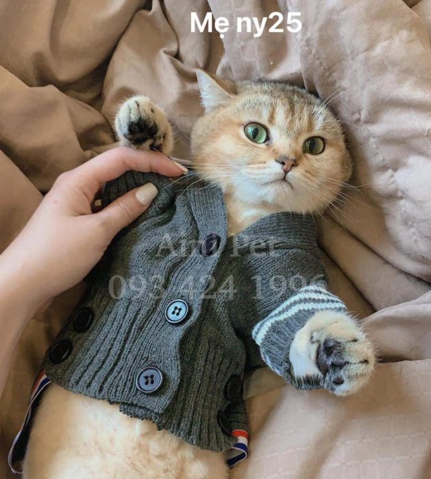 Hình ảnh dịch vụ cao cấp tại AiNi Pet - Ảnh 3
