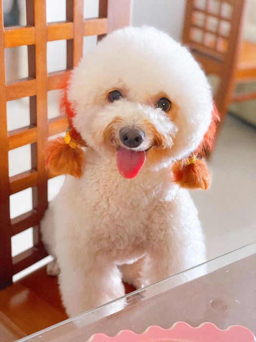 Không gian nghỉ dưỡng cao cấp tại Guu Pet Spa & Hotel
