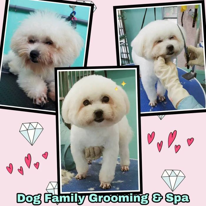 Hình ảnh không gian spa cao cấp tại DOG Family