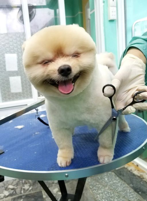 Khoảnh khắc thú cưng được chăm sóc tại DOG Family
