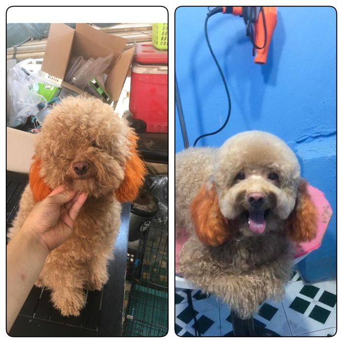 Không gian spa cao cấp dành cho thú cưng tại PETS QUY NHON SHOP