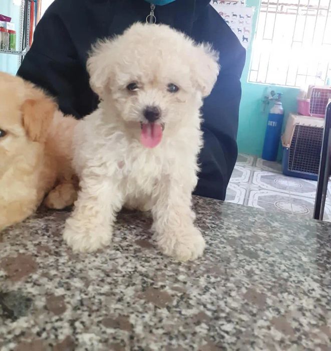 Ảnh Phòng Khám Thú Y Hội An Trinh Nguyễn - Hoi An Vet Clinic 1