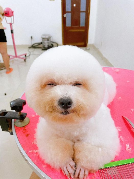 Khoảnh khắc thú cưng tận hưởng dịch vụ tại Guu Pet Spa & Hotel