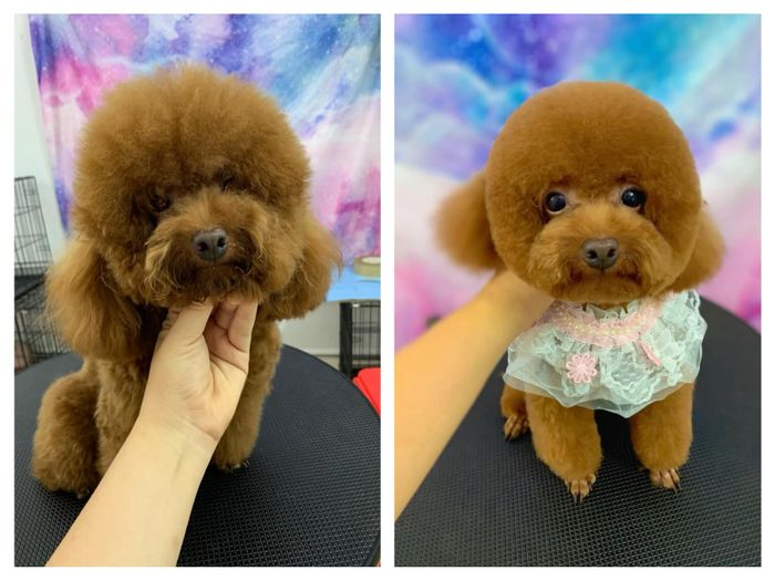 Không gian chăm sóc thú cưng sang trọng tại Huong Poodle Home