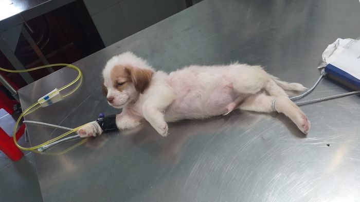Không gian hiện đại tại SUGI PET - Phòng khám thú y Suối Giữa