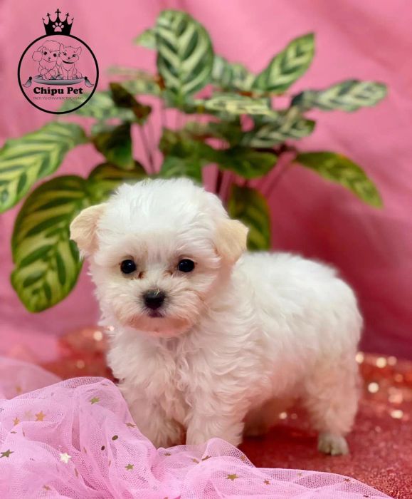 Dịch vụ chuyên nghiệp tại Chipu Pet - Ảnh 3