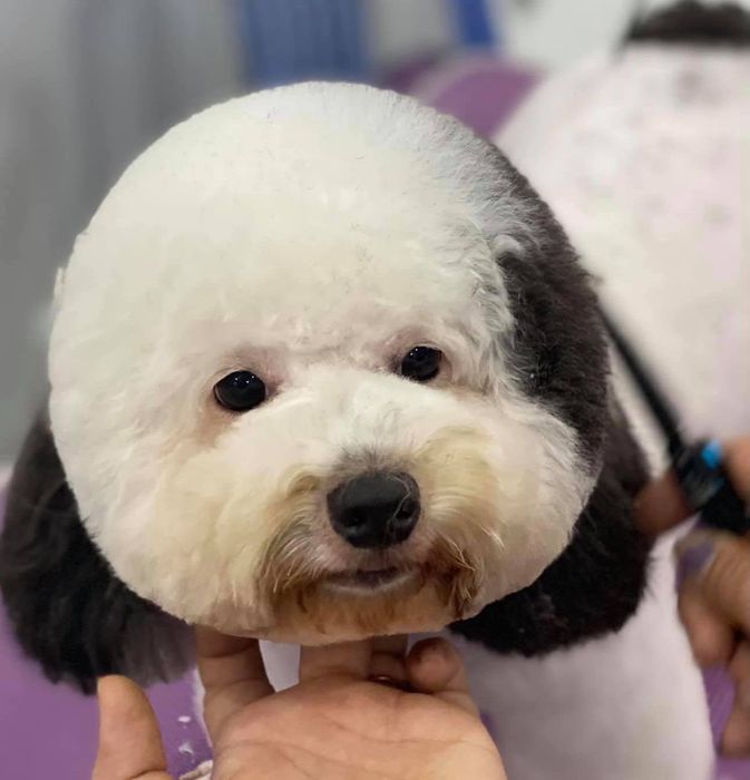 Không gian chăm sóc thú cưng hiện đại tại PETS QUY NHON SHOP