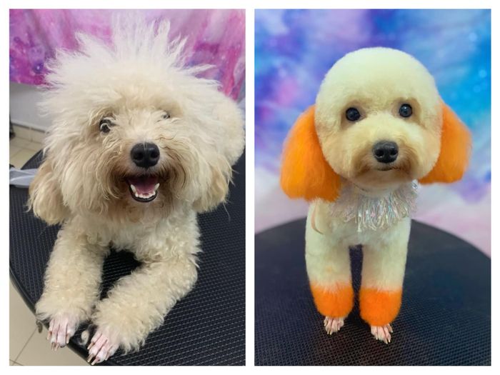 Quy trình cắt tỉa lông chuyên nghiệp tại Huong Poodle Home