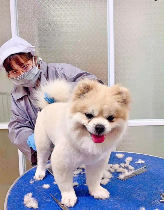 Không gian chăm sóc hiện đại tại DOG Family