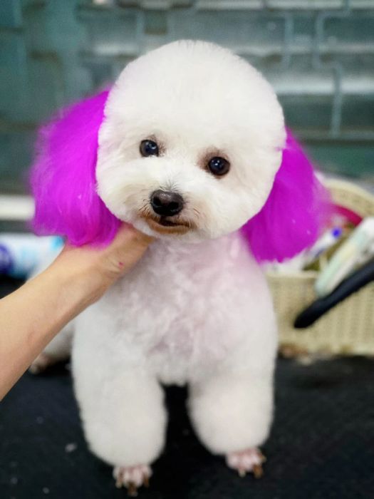 Không gian chăm sóc thú cưng cao cấp tại SAMMI PET SHOP