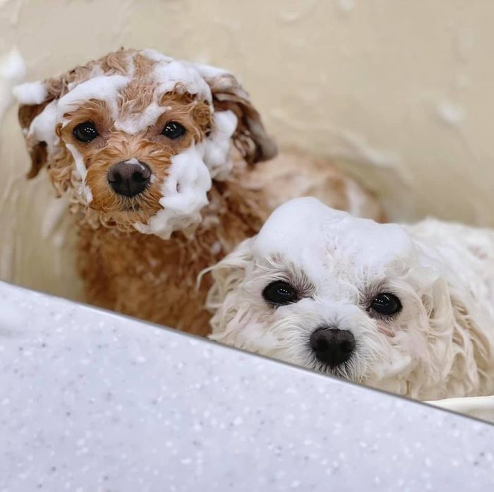 Hình ảnh không gian chăm sóc thú cưng tại TASI PET HOME