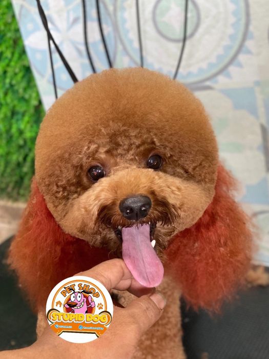 Hình ảnh không gian dịch vụ tại Stupid Dog