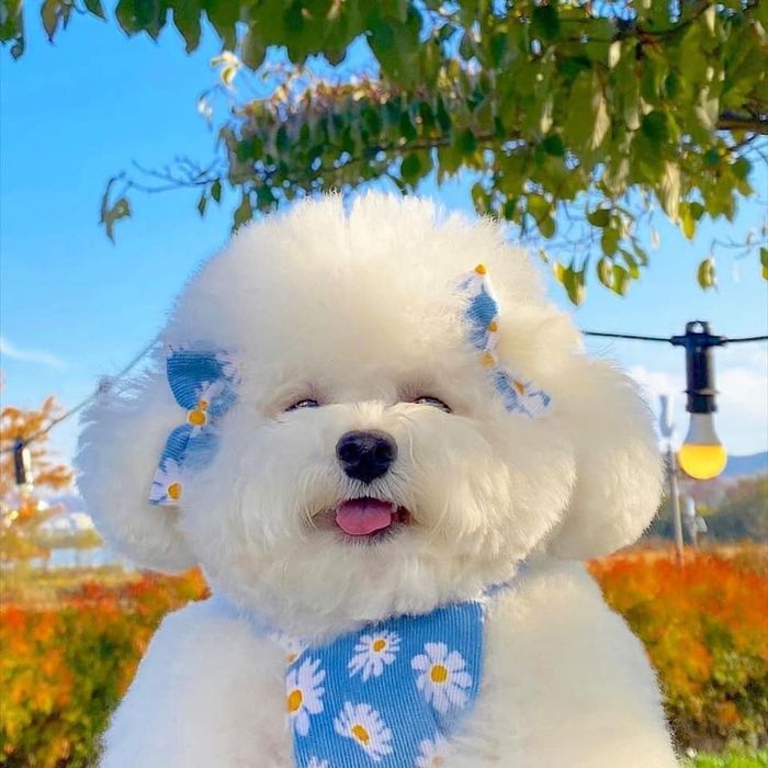Khoảnh khắc thú cưng hạnh phúc sau khi được chăm sóc tại Huong Poodle Home