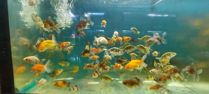 Cá Cảnh Tuấn Phong ảnh 3