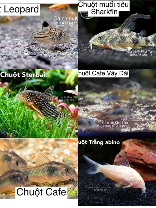 Cá Cảnh - Phong Thuỷ Khả Tâm ảnh 3