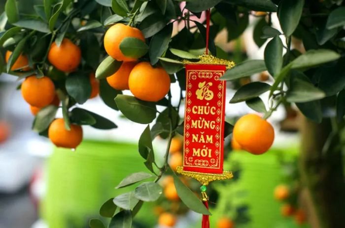 Hình ảnh minh họa: Chậu quất ngày Tết (Nguồn: internet)