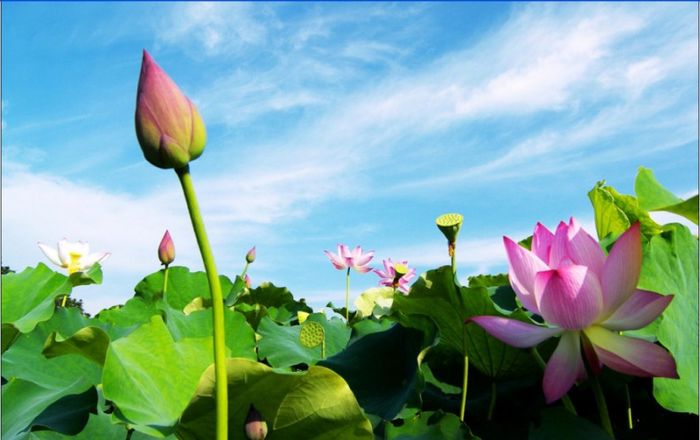 Hình ảnh minh họa sống động (Nguồn: internet) - Ảnh 1