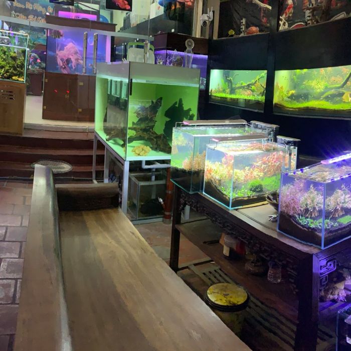 Siêu Thị Cá Cảnh Phương Anh ảnh 2
