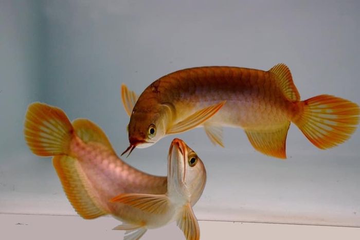 Siêu Thị Cá Cảnh Phương Anh ảnh 1
