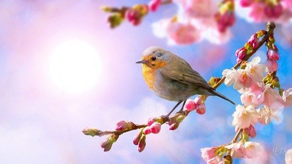Hình ảnh minh họa mùa xuân tươi đẹp
