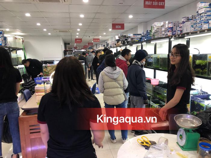 King Aqua - Nghệ Thuật Chơi Cá Cảnh ảnh 1