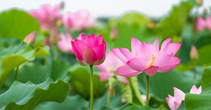Hình ảnh minh họa: Sen nở - Biểu tượng của sự thanh khiết (Nguồn: internet)