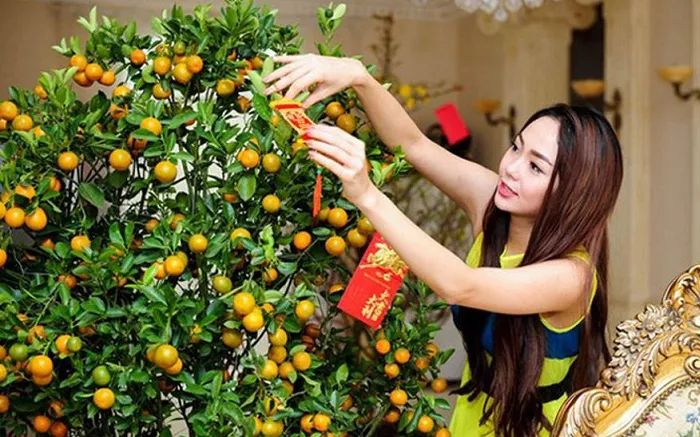 Hình ảnh minh họa sống động: Cây quất ngày Tết (Nguồn: internet)