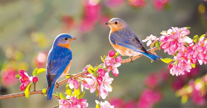 Hình ảnh minh họa sinh động (Nguồn: Tổng hợp)