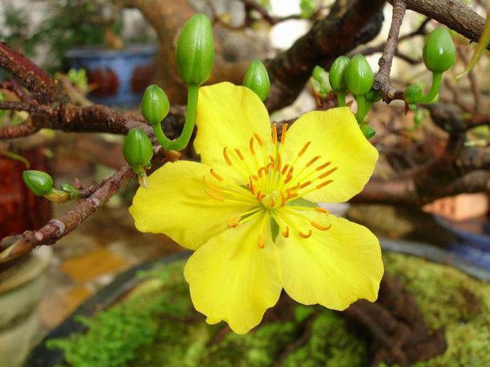 Hình ảnh minh họa câu đố mùa xuân cho bé