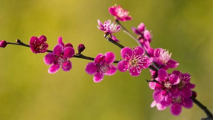 Tranh minh họa xuân tươi rực rỡ (Nguồn: internet)