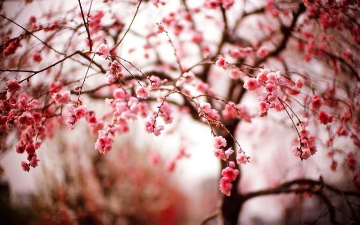 Hình ảnh minh họa xuân sang (Nguồn: Tổng hợp) ảnh 12