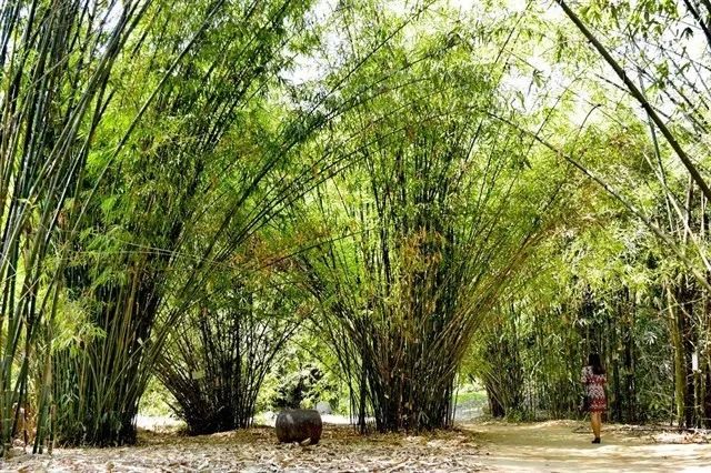 Hình ảnh minh họa đặc sắc (Nguồn: Internet)